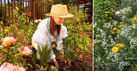 (L) Woman planting native flowers in her garden. (Representative Cover Image Source: Getty Images | Frank Gaglione) | (R) Gardener planted mountain mints in their garden. (Cover Image Source: Reddit | u/m_etta)