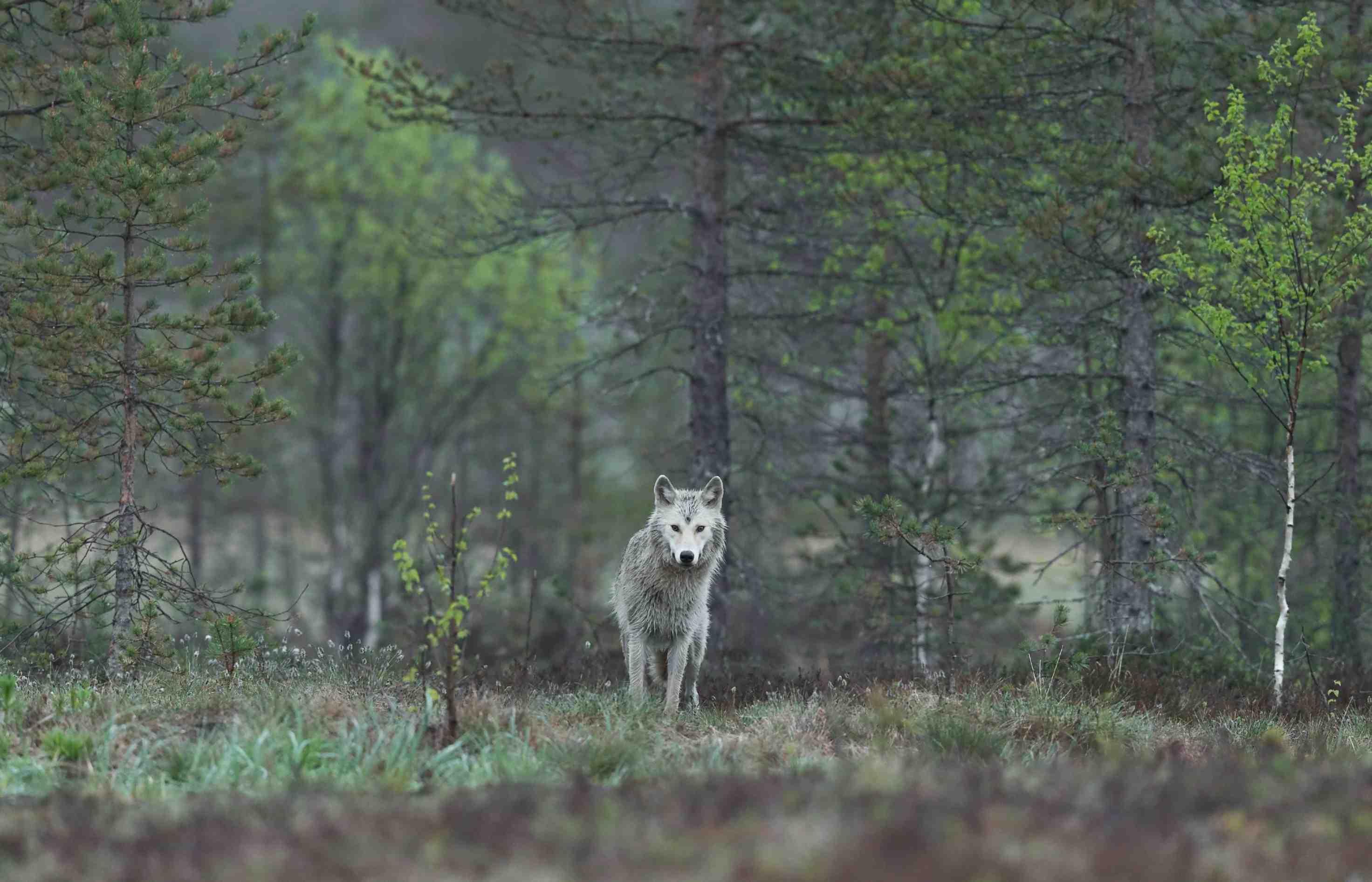 A wolf is pictured atop green grass surrounded by trees.