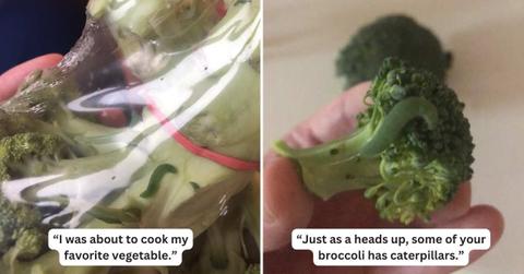 The Tesco customer revealed the caterpillars wriggling in the broccoli he bought. (Cover Image Source: X | @samd_official)
