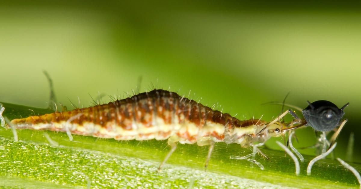 A lacewing larvae eating an aphid. 