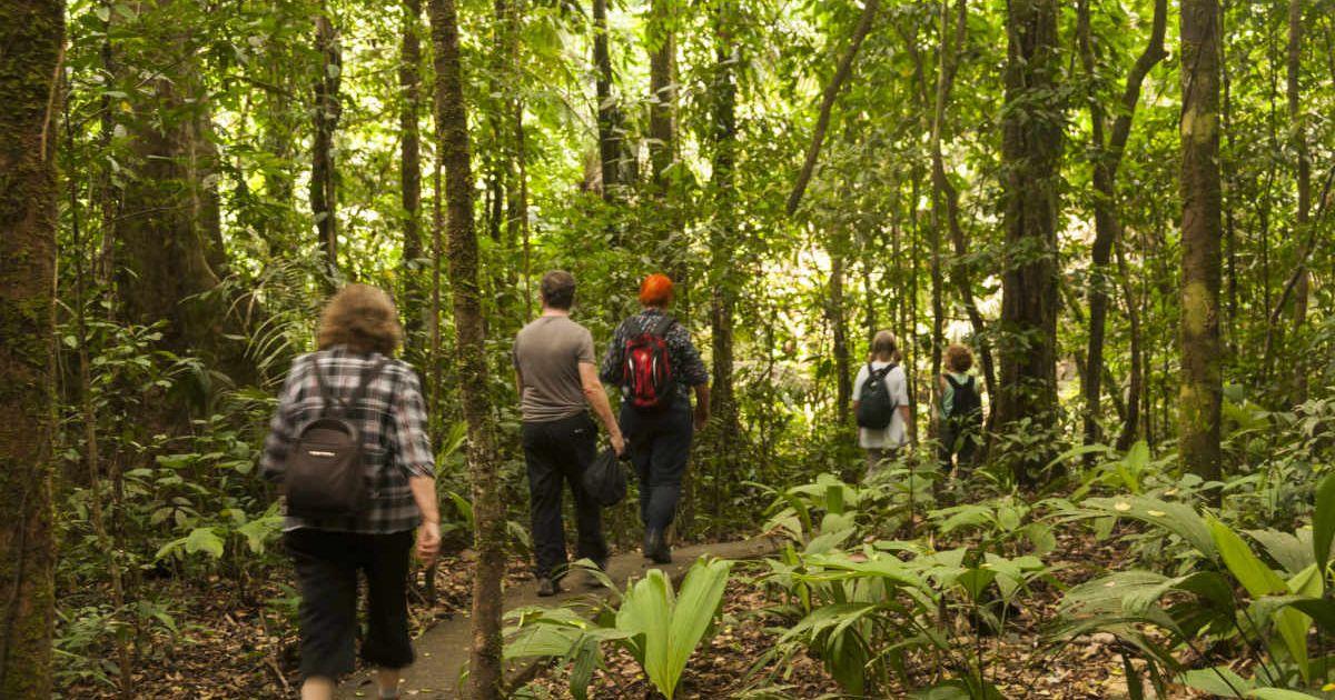 People hiking through the Amazon Rainforest. (Representative Cover Image Source: Getty Images | John Elk III)