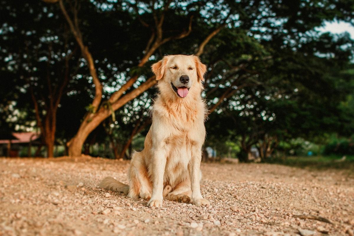 golden retriever outside