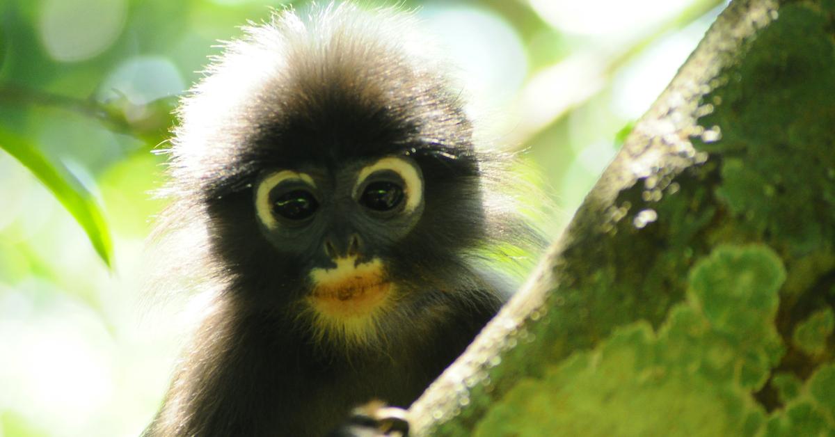 popa langur