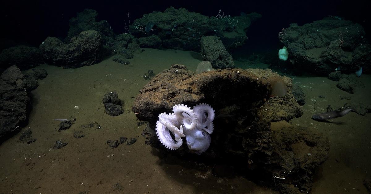 Potential new octopus species at the bottom of the ocean