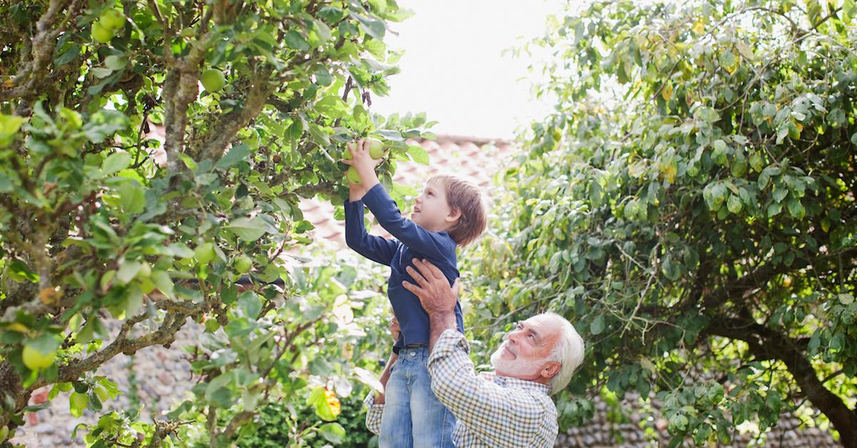 Man and boy picking apples