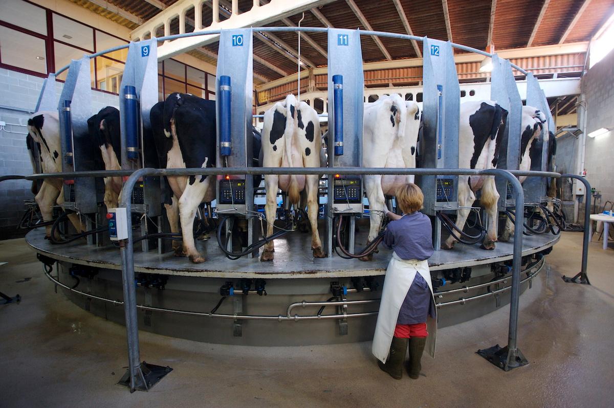 cows milking