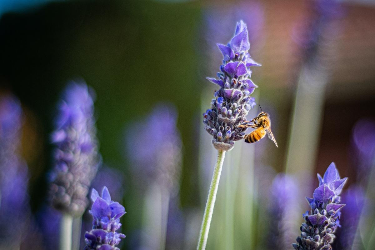 closeup of a bee on a purple flower 