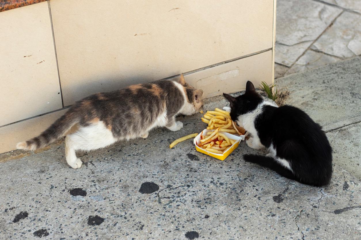 Two stray kittens consume discarded French fries on the street.