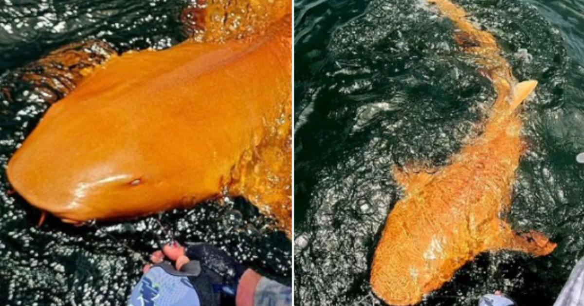 An orange nurse shark swims in the water