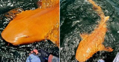 An orange nurse shark swims in the water