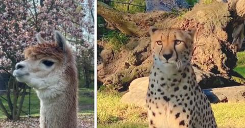 Alpacas and cheetahs make strange sounds