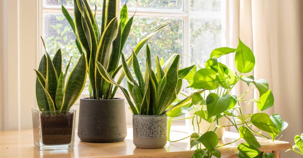 Three potted snake plants on a table next to a window with a third creeper plant alongside.