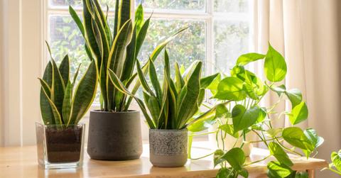 Three potted snake plants on a table next to a window with a third creeper plant alongside.