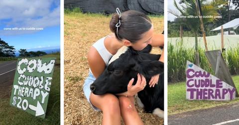 Cow cuddling therapy
