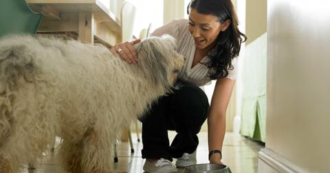 all natural dog foods
