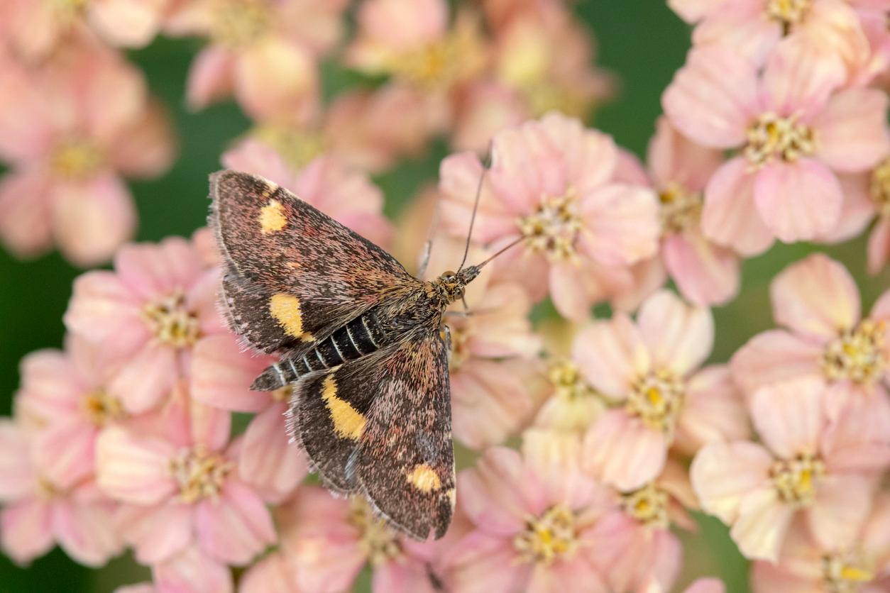 A Mint Moth appears perched atop pink flowers.