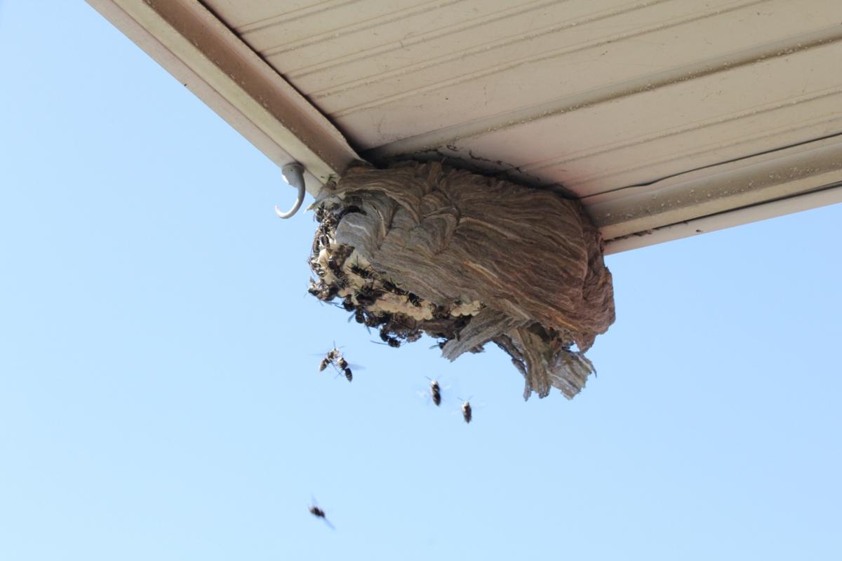 Bald faced hornet nest under eaves.