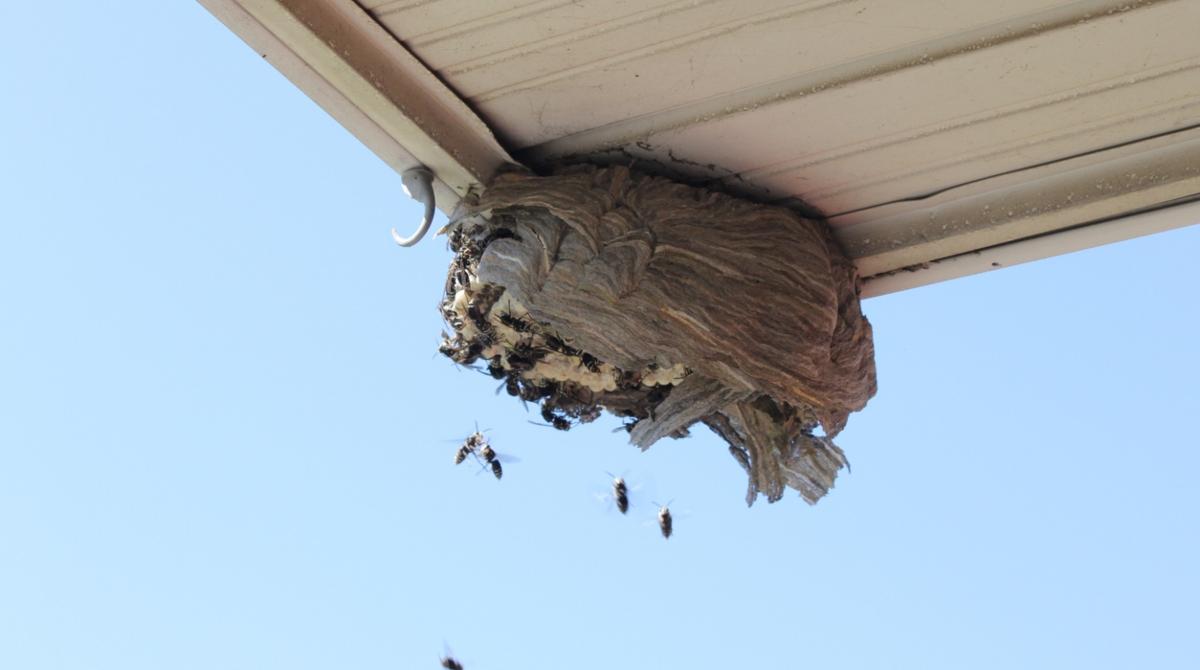What Does a Wasp Nest Look Like? Know How to Identify One
