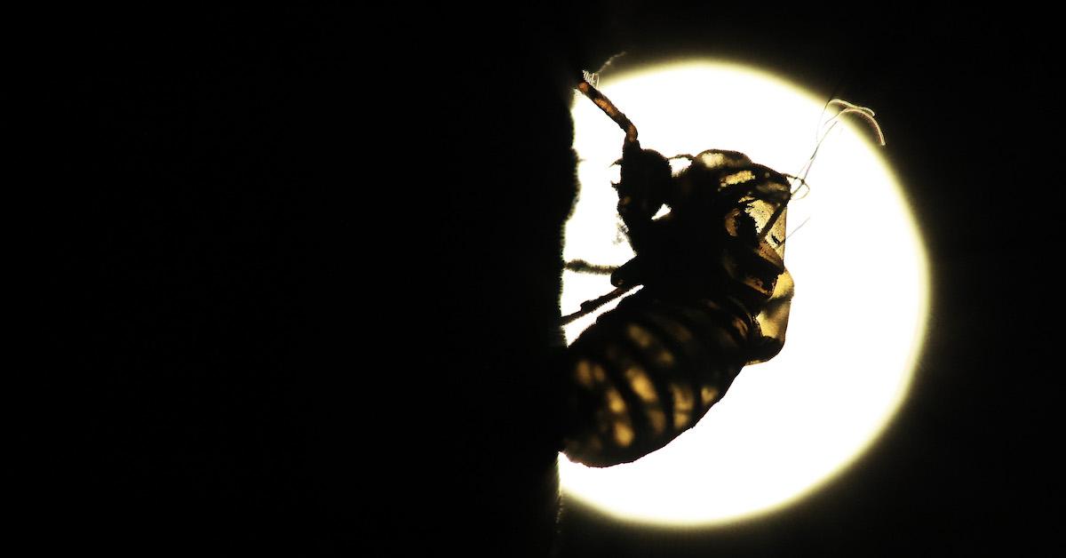 Cicada shell in moonlight