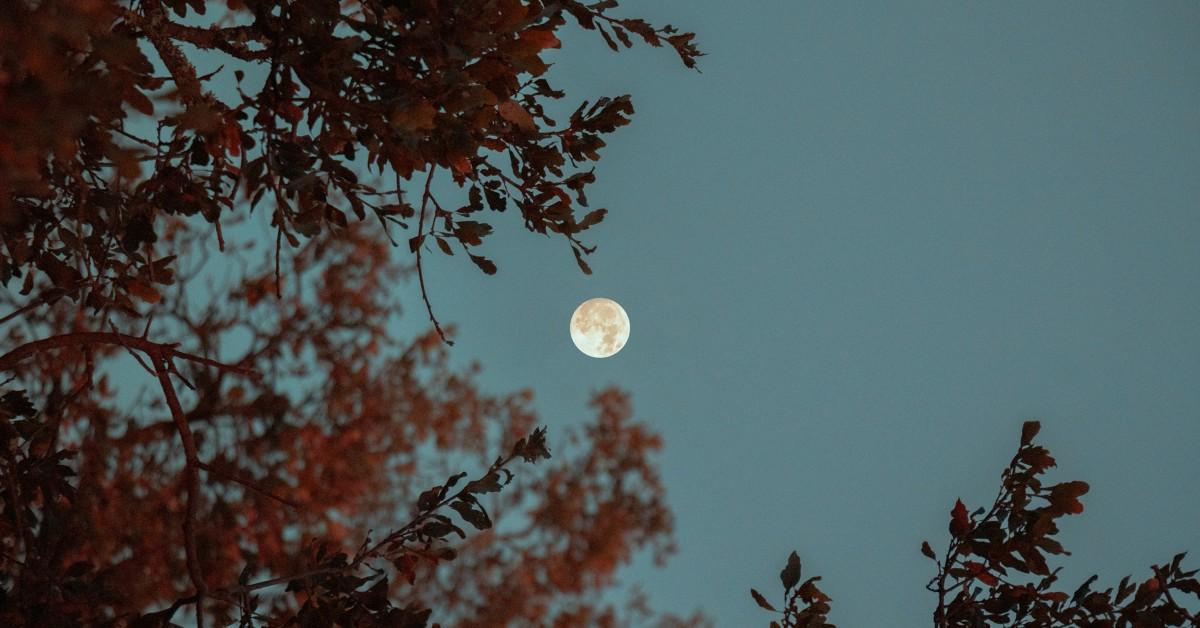 The moon appears tiny when viewed through shrubs and trees