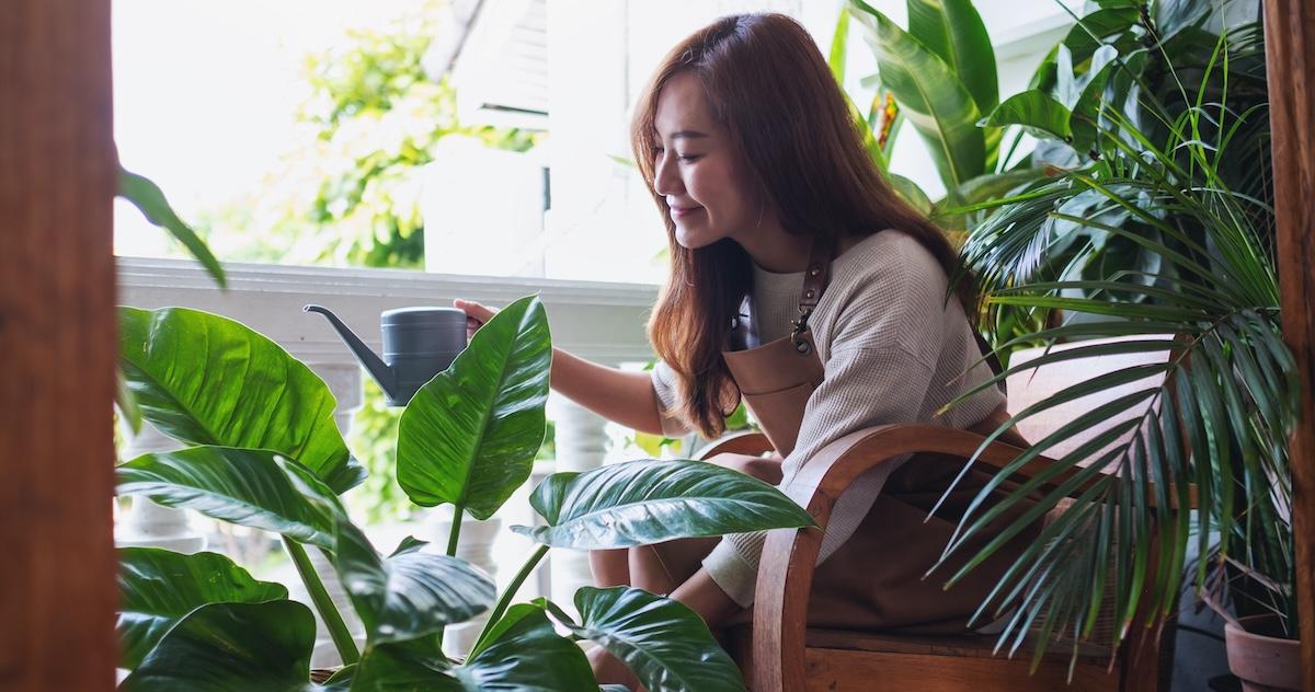 A young woman taking care and watering houseplants by watering can at home