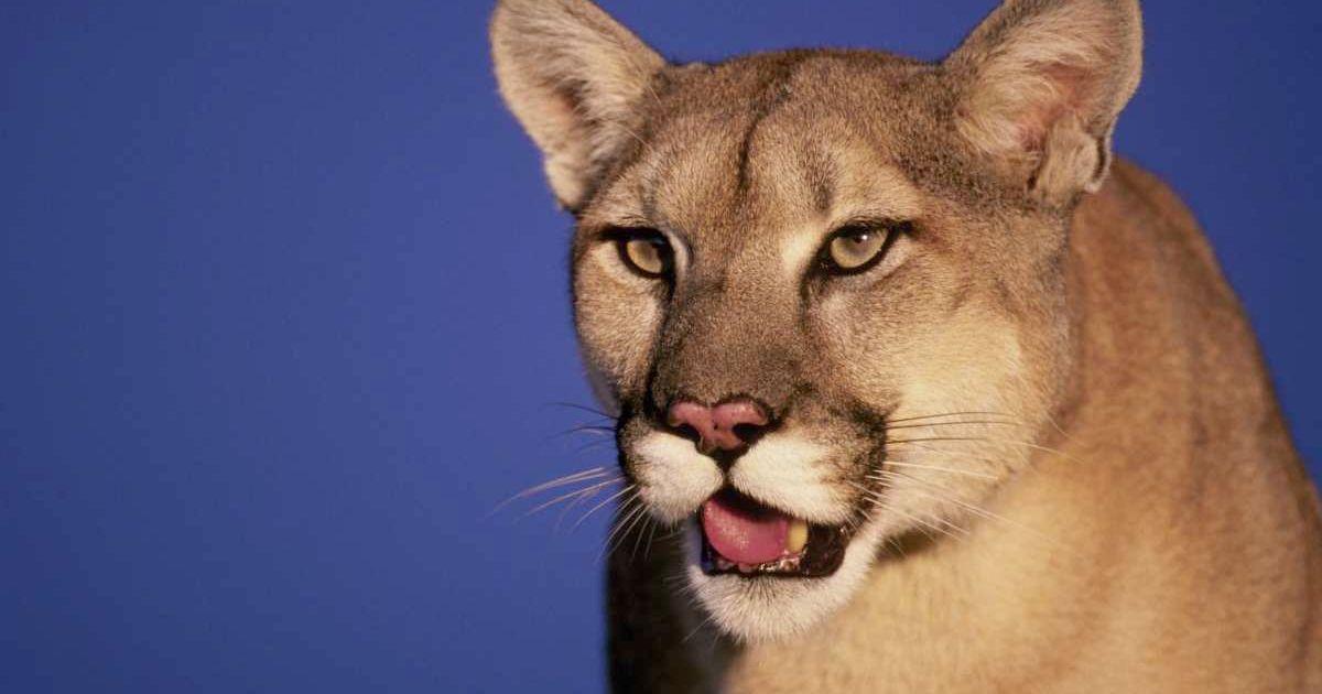 Mountain Lion (Cover Image Source: Getty Images | Photo by Chase Swift)