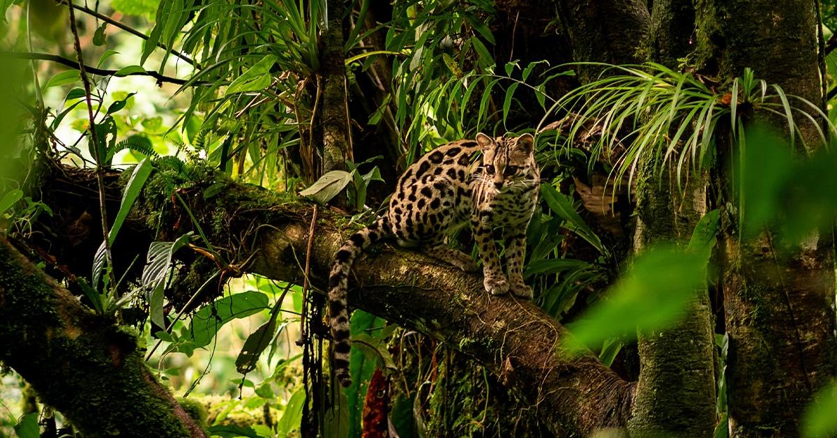 Ocelot standing on a leafy green tree branch. 