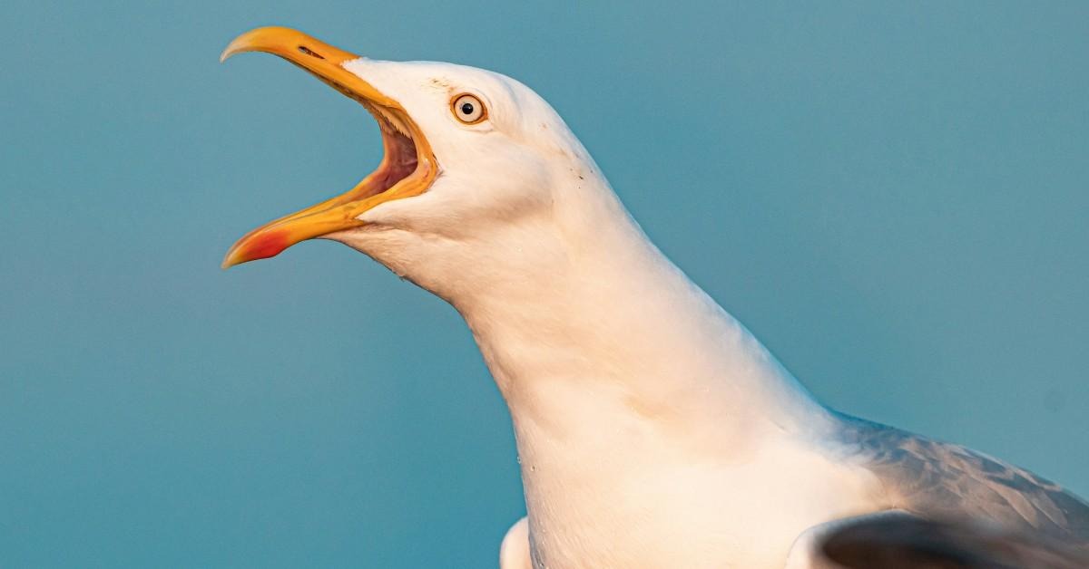 A closeup of a seagull mid-screech