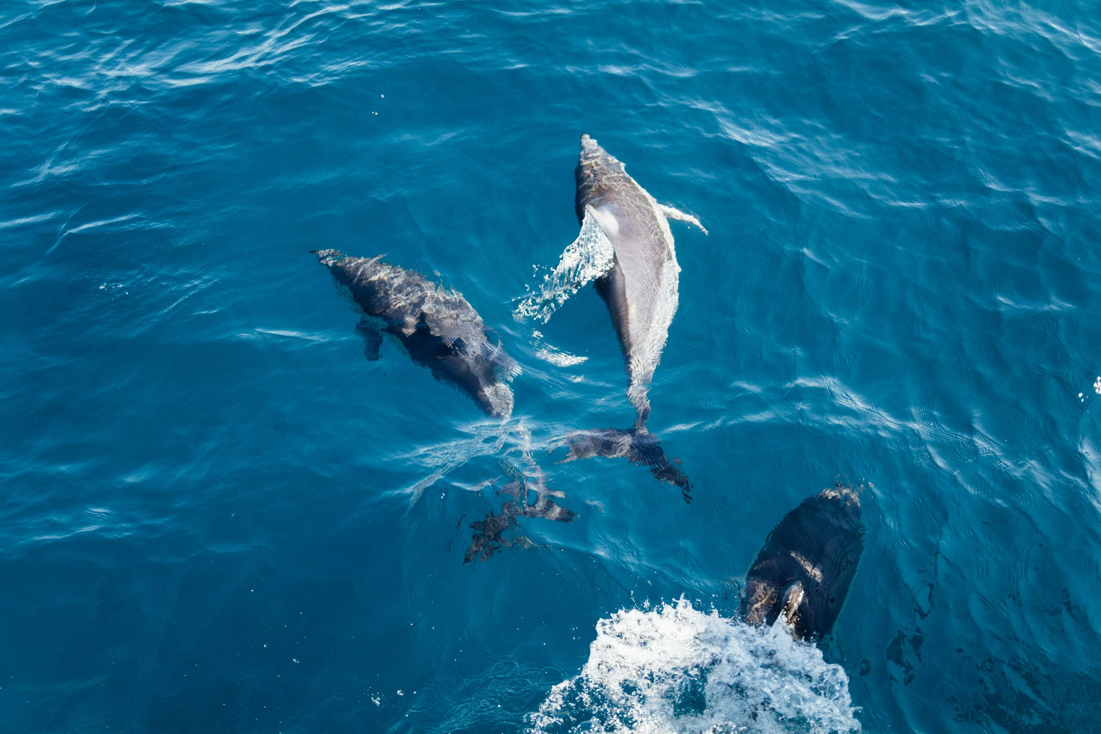 Two grey dolphins appear swimming above the sea.