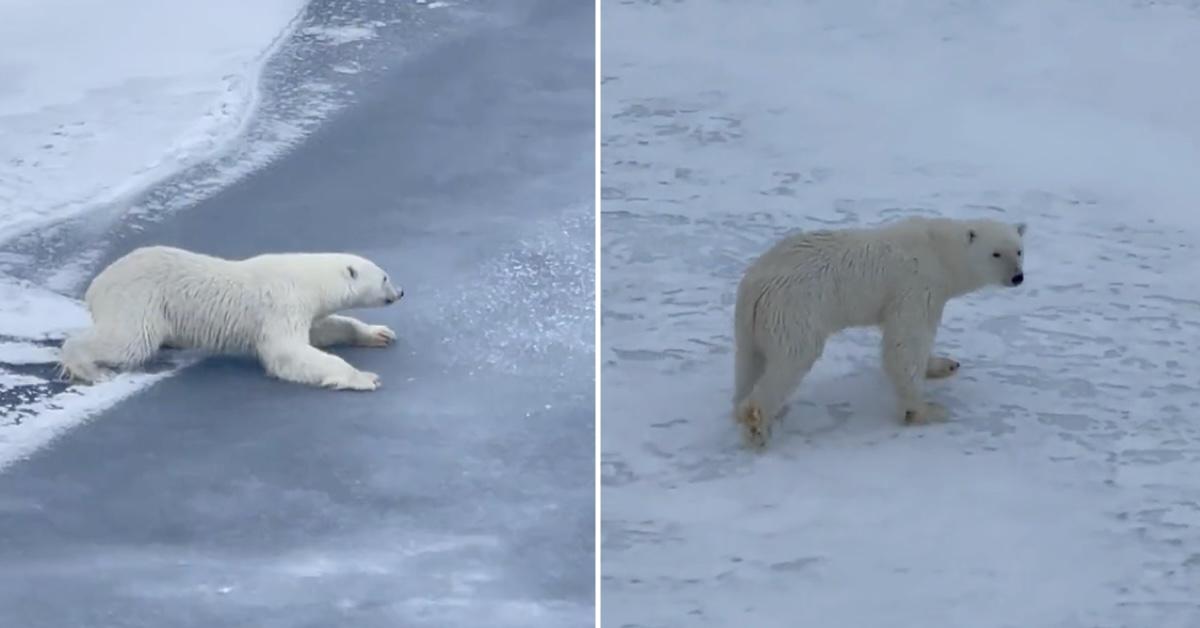 A polar bear pulls himself across thin ice to avoid breaking through; a polar bear stands on snowy ice