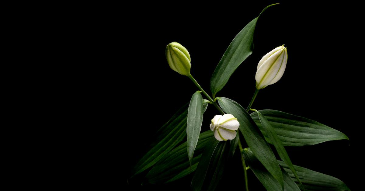 Why Are My Buds Not Opening? How to Help Your Flowers Bloom