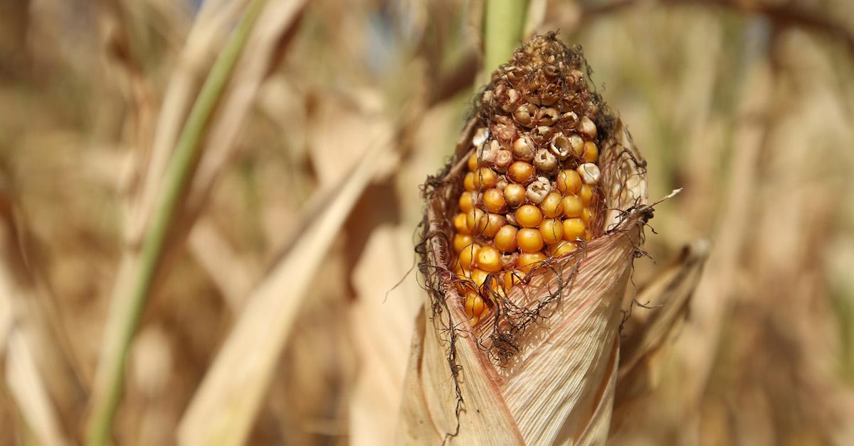 Corn dried out by heat wave