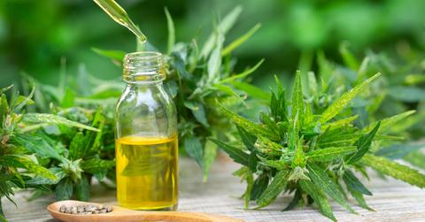 In front of hemp plants, a glass jar with CBD oil and a dropper