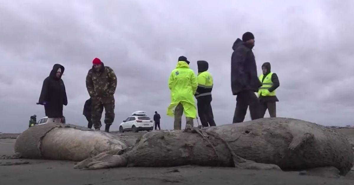 Caspian Seals