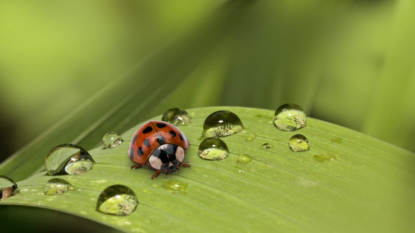 A ladybug rests on a leaf as water droplets surround it.