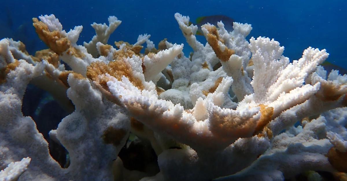 Coral bleaching at the ocean's floor.