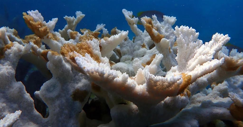 Manatee Bay, Florida Keys' Water Temperature Hottest on Record