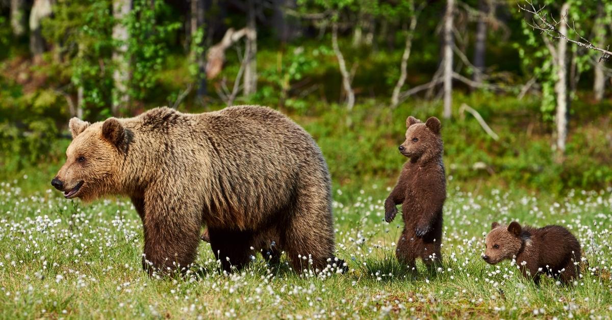 A mother grizzly bear and two cubs.
