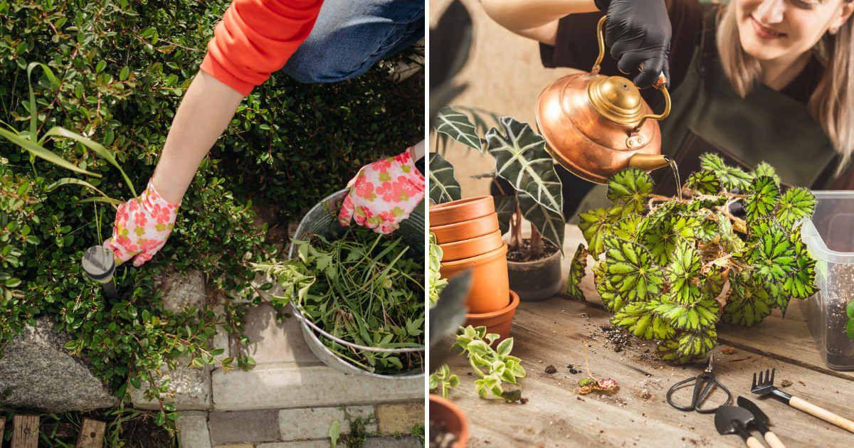 (L) Person pulling out weeds from a bed of plants, (R) Woman pouring hot water in plants with a tea kettle (Representative Cover Image Source: Getty Images | (L) Lakshmi3, (R) Ansyvanych)