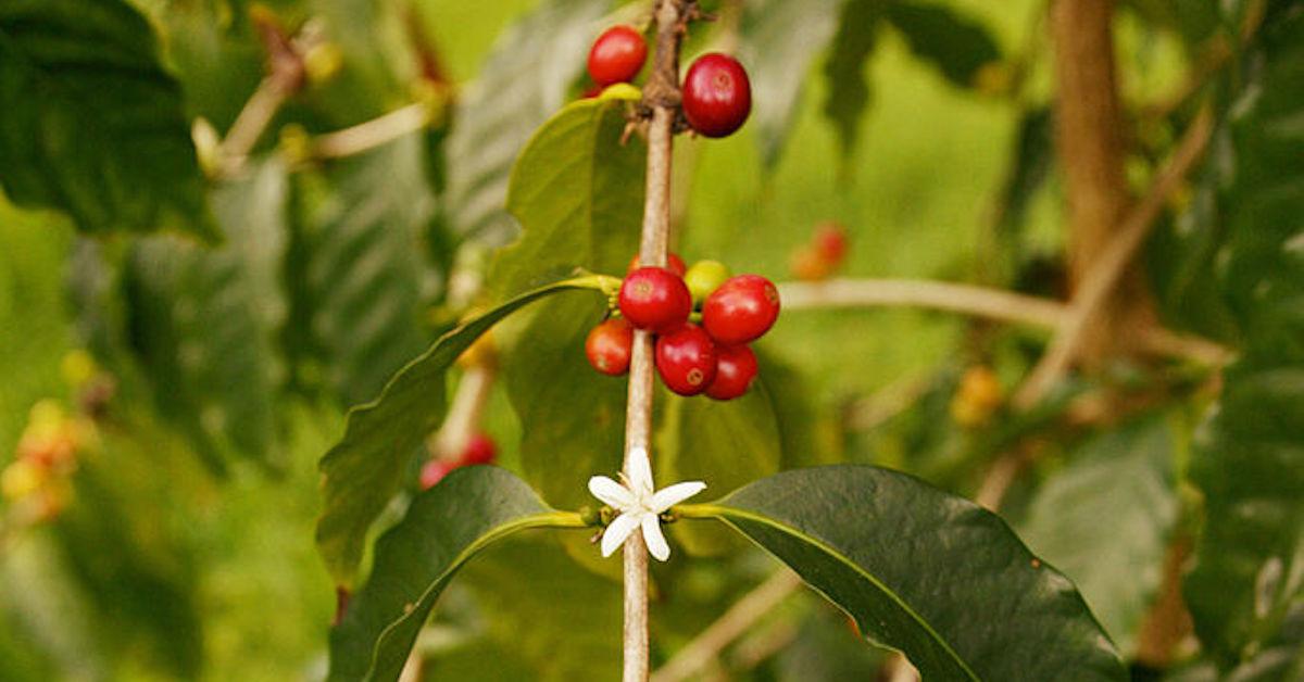 Kona Coffee Disease