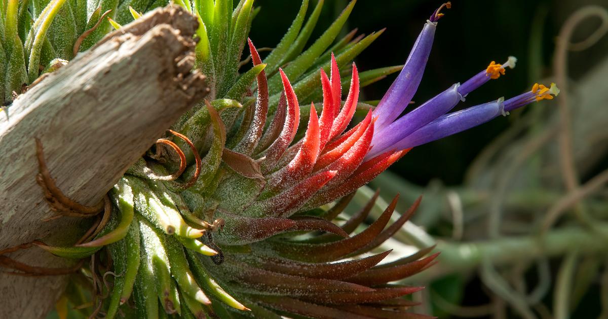 ionantha mexican purple