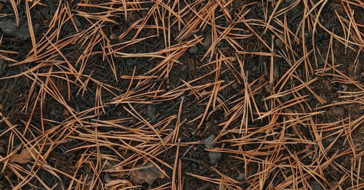 Do Pine Needles Acidify Soil - Garden Myths