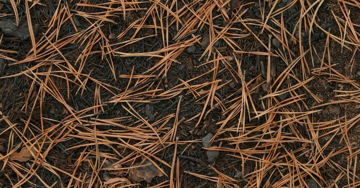 What to Do With Pine Needles in Your Backyard, Instead of Trashing Them