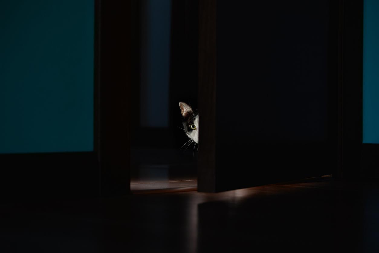 A cat peeks her head through a cracked bedroom door at night.