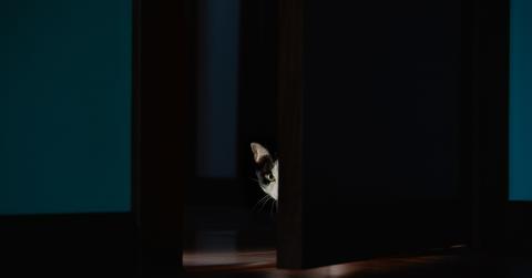 A cat peeks her head through a cracked bedroom door at night.