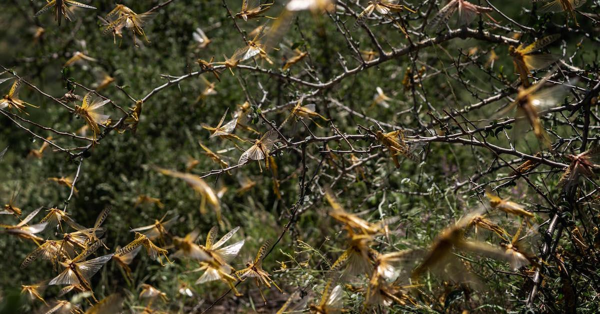 Locusts descending upon your garden