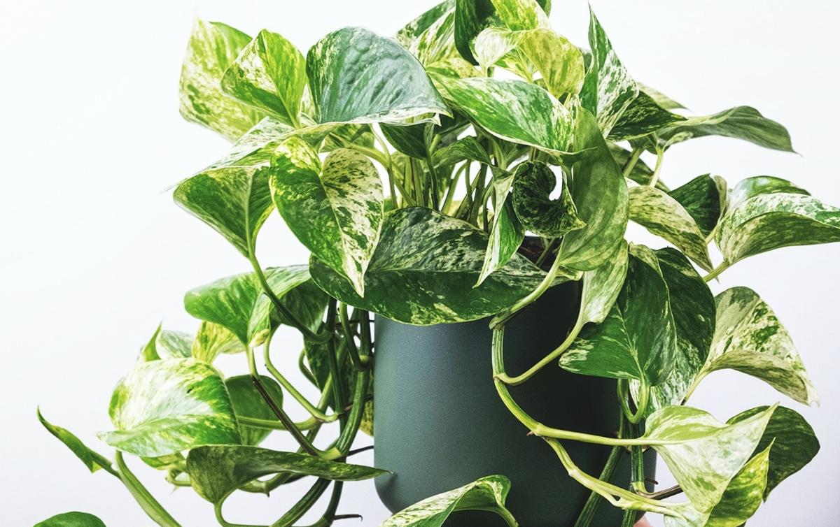LowLight Hanging Plants to Brighten Any Space