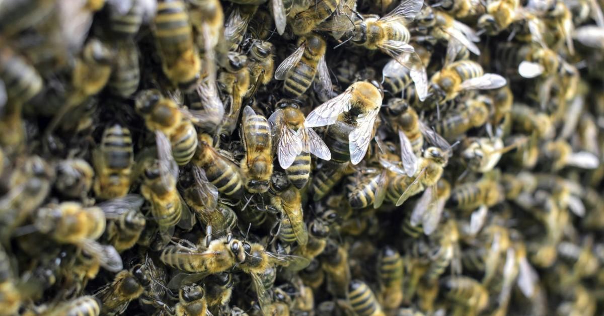 Closeup of a bee swarm