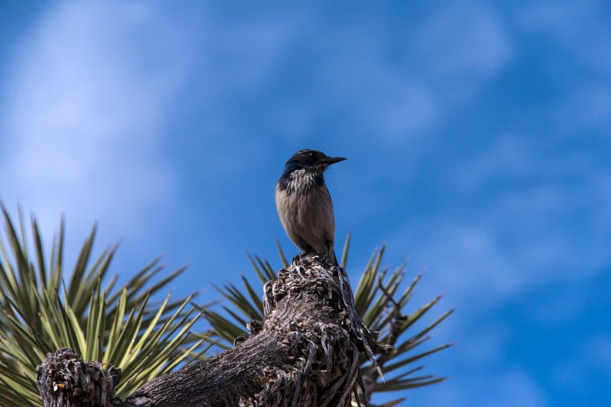 pn/cb b bba aeac aaece