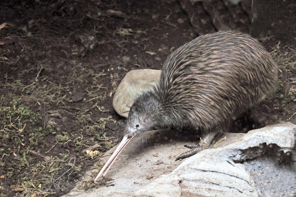 North Island brown kiwi looking for worms.